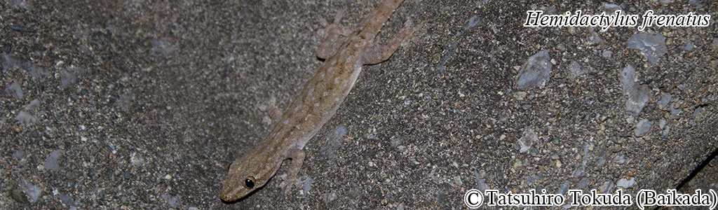 Hemidactylus frenatus