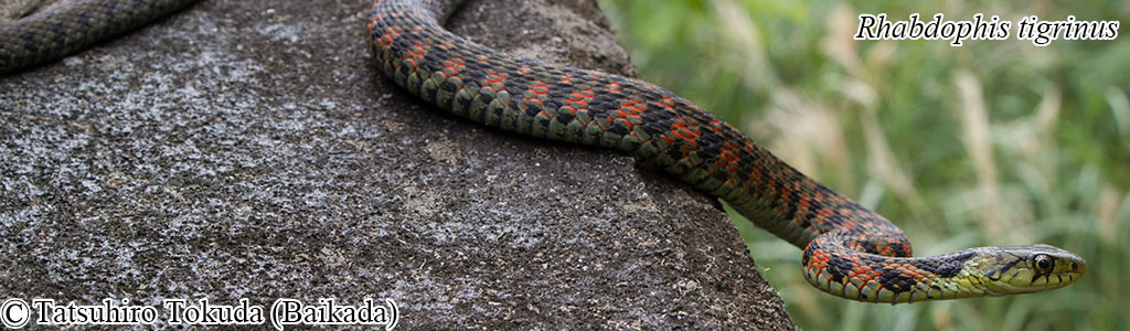 Rhabdophis tigrinus