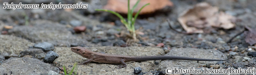 Takydromus tachydromoides